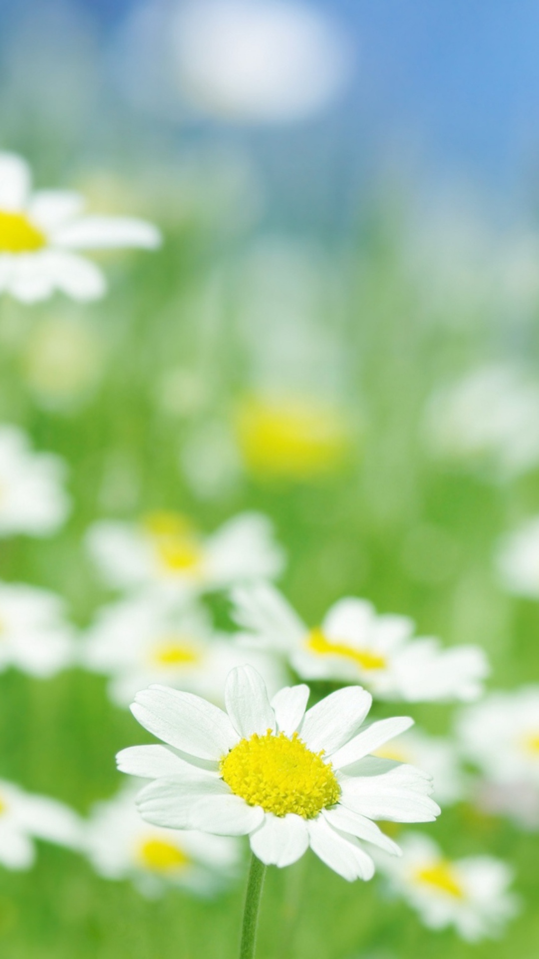 Screenshot №1 pro téma Field Of Daisies 1080x1920