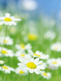 Screenshot №1 pro téma Field Of Daisies 240x320