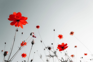 Red Flowers Under Grey Sky - Obrázkek zdarma 