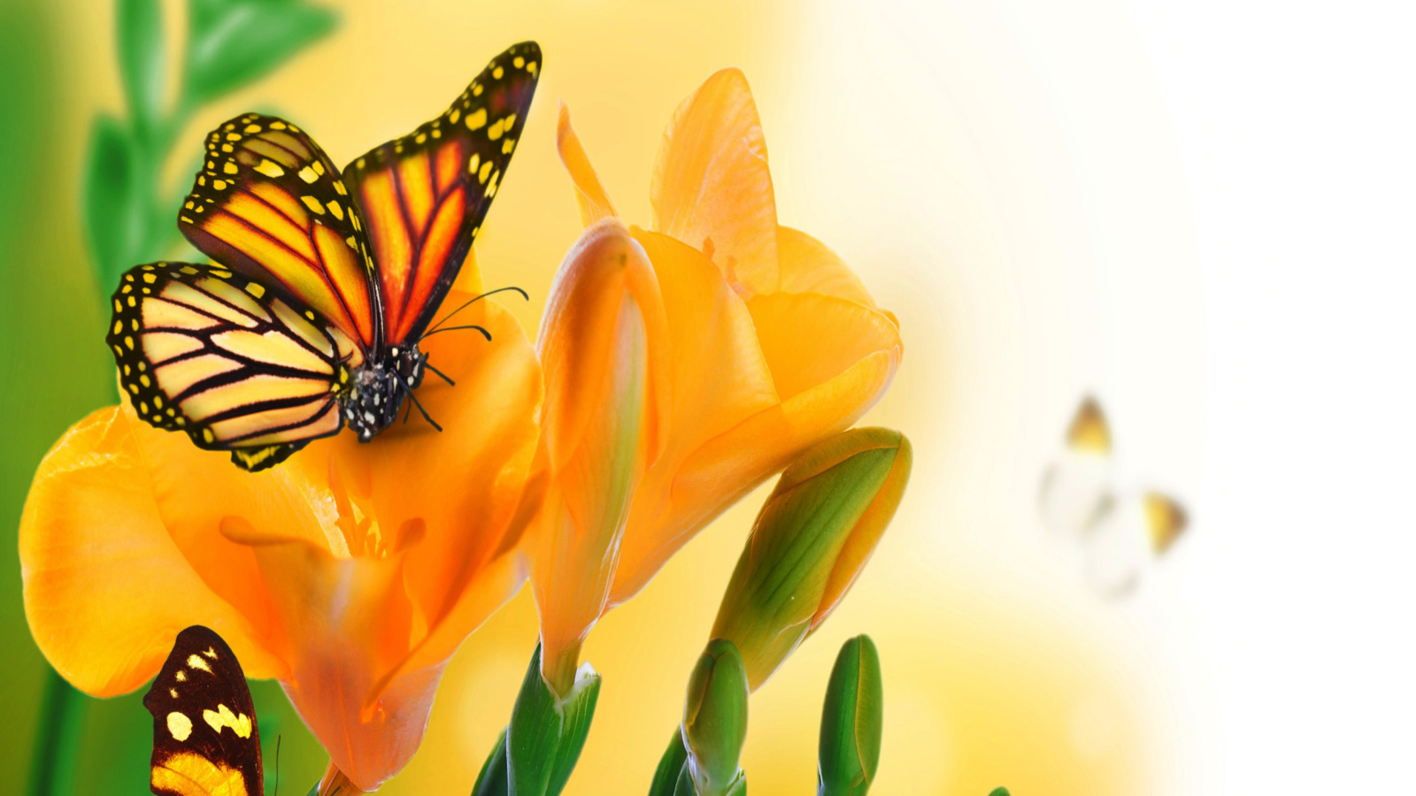Обои Orange Butterflies - Chlosyne gabbii 1600x900