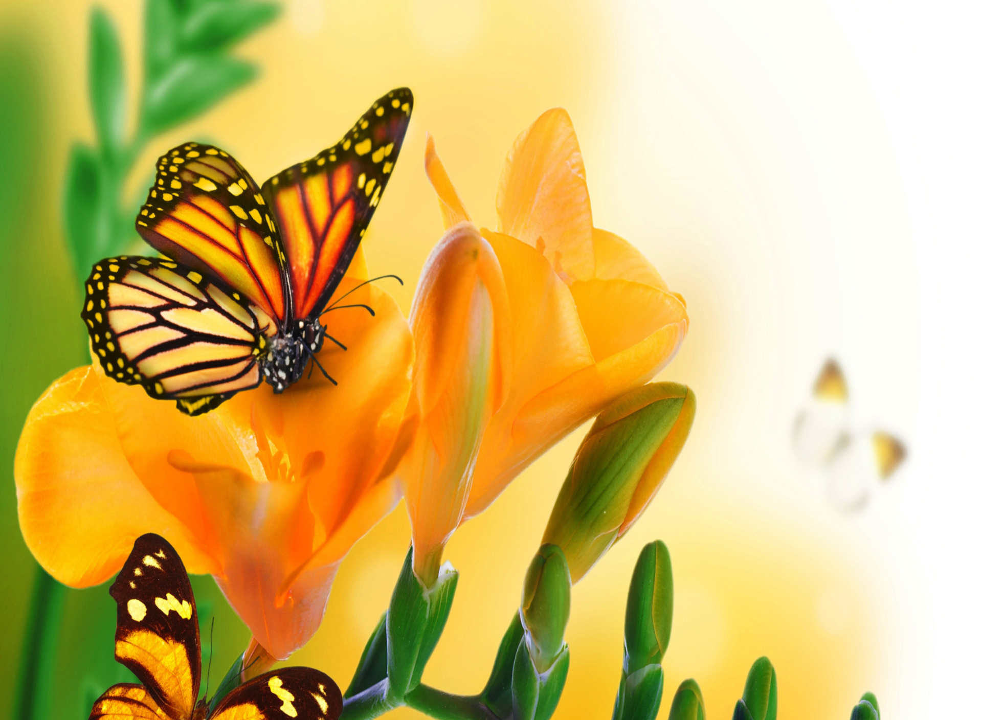 Das Orange Butterflies - Chlosyne gabbii Wallpaper 1920x1408