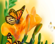 Orange Butterflies - Chlosyne gabbii wallpaper 220x176