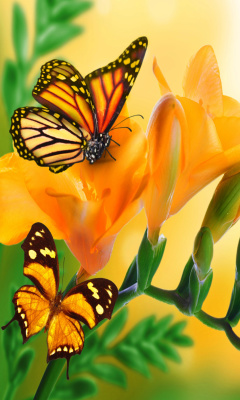 Обои Orange Butterflies - Chlosyne gabbii 240x400
