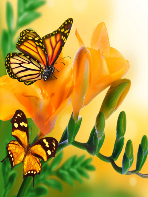 Orange Butterflies - Chlosyne gabbii wallpaper 480x640