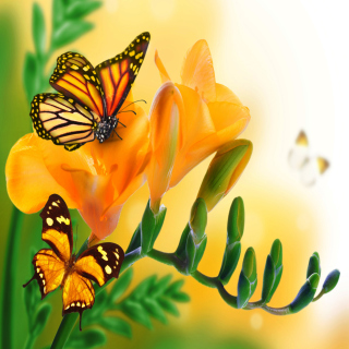 Orange Butterflies - Chlosyne gabbii - Obrázkek zdarma pro iPad 2