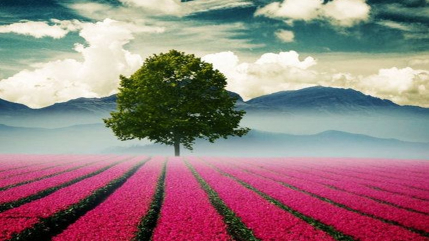 Screenshot №1 pro téma Beautiful Landscape With Tree And Pink Flower Field 1366x768