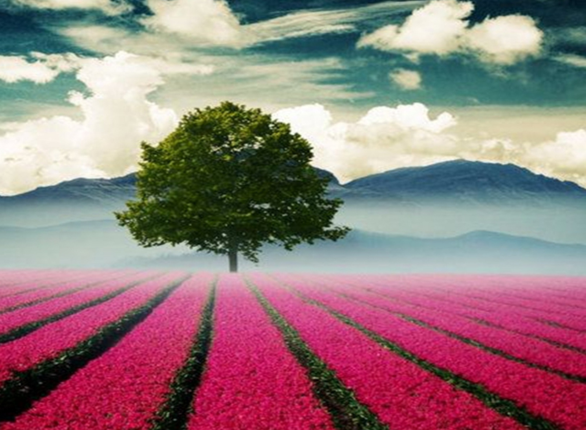 Beautiful Landscape With Tree And Pink Flower Field wallpaper 1920x1408