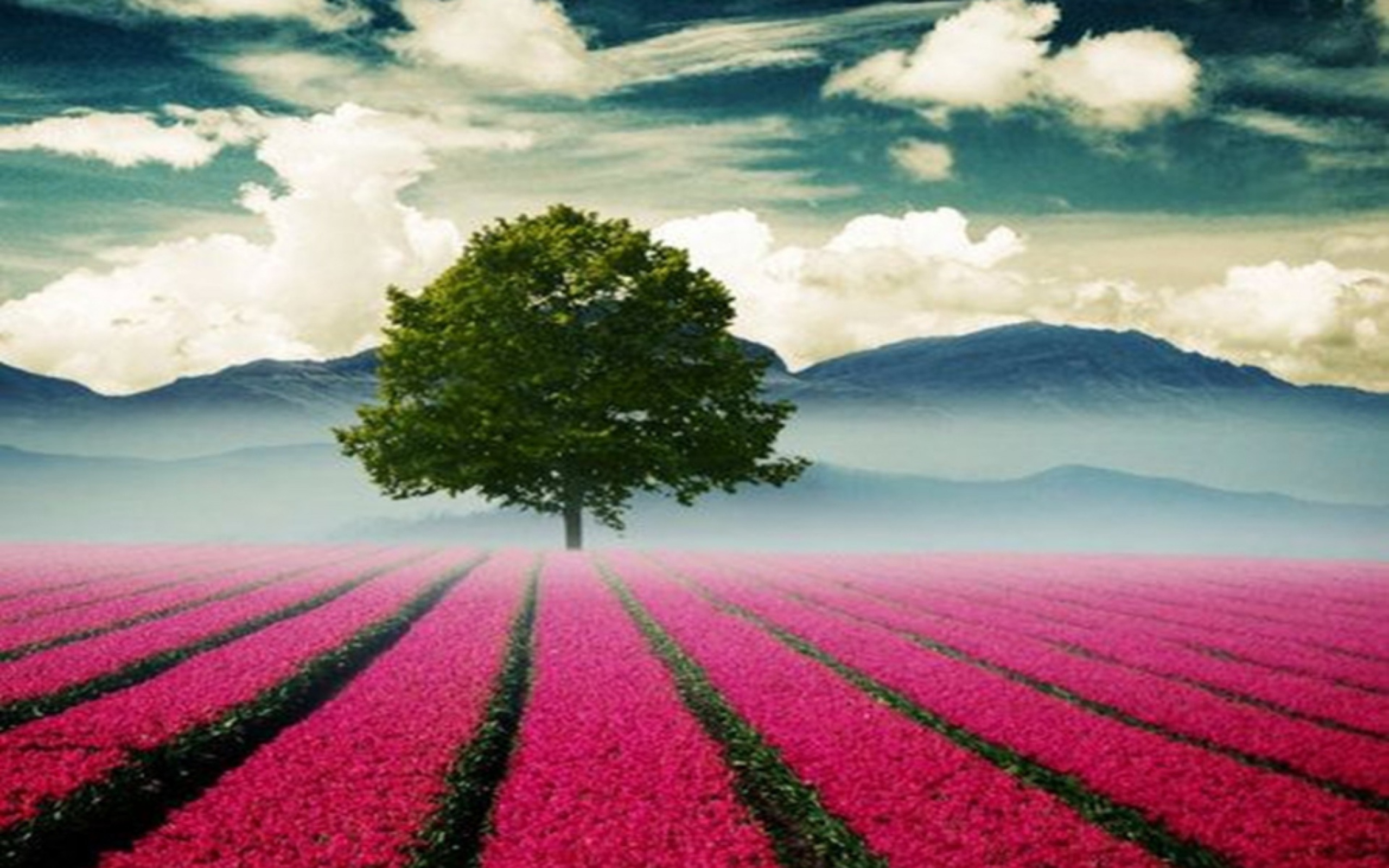 Beautiful Landscape With Tree And Pink Flower Field wallpaper 2560x1600