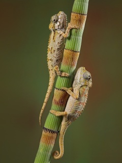 Das Chameleon Wallpaper 240x320