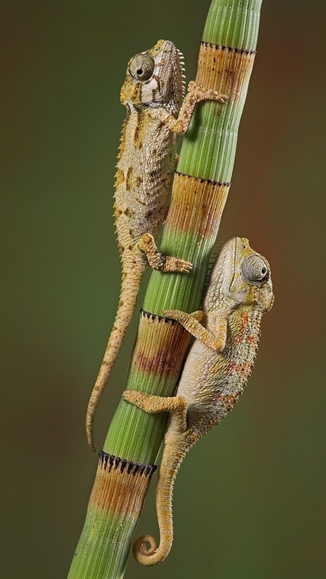 Chameleon wallpaper 640x1136