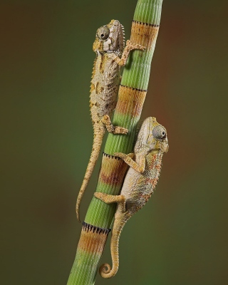 Chameleon - Obrázkek zdarma pro 750x1334