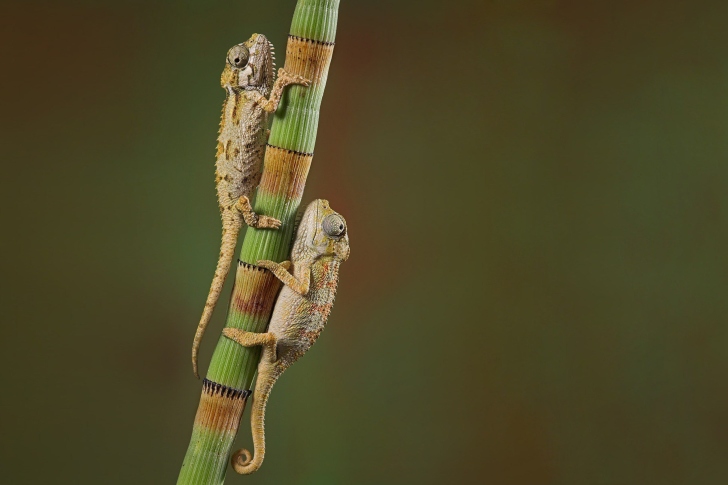 Sfondi Chameleon