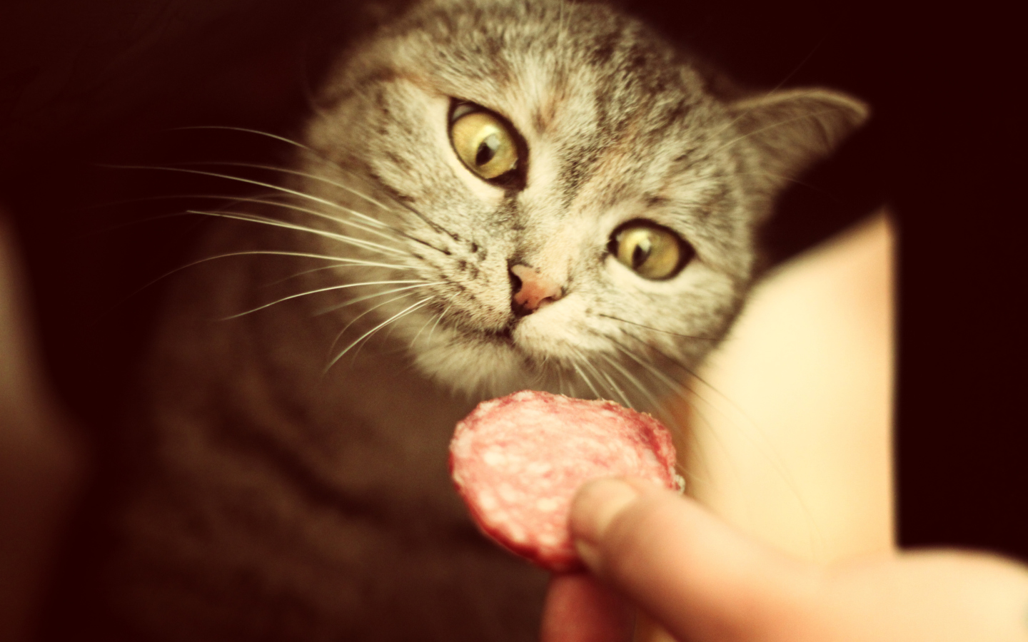 Das Cat And Sausage Wallpaper 1440x900
