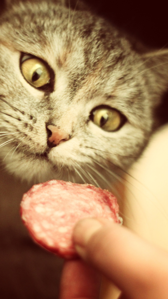 Cat And Sausage wallpaper 640x1136