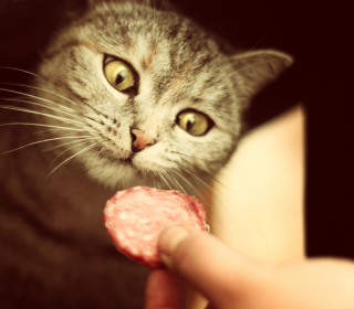 Cat And Sausage - Obrázkek zdarma pro 1024x1024