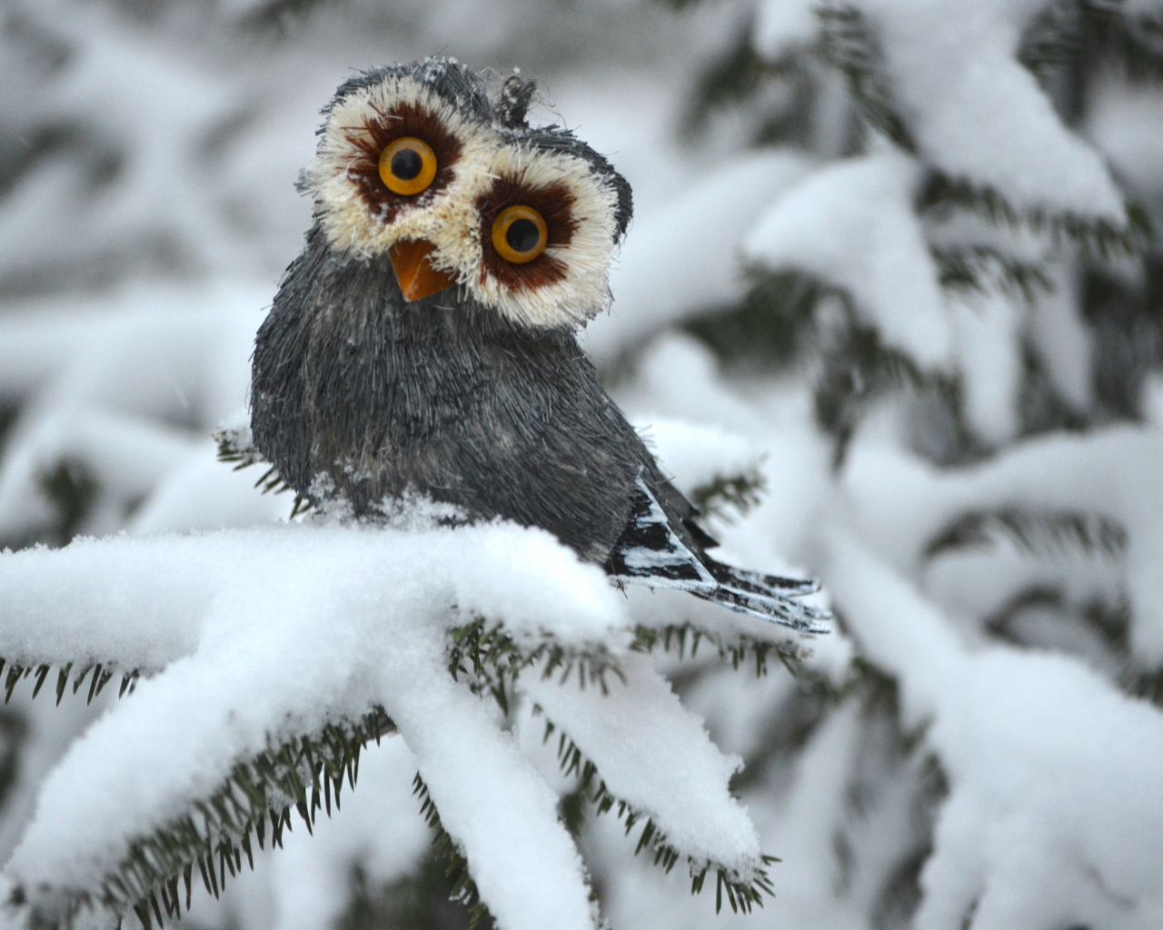 Das Funny Fluffy Eyes Owl Wallpaper 1280x1024