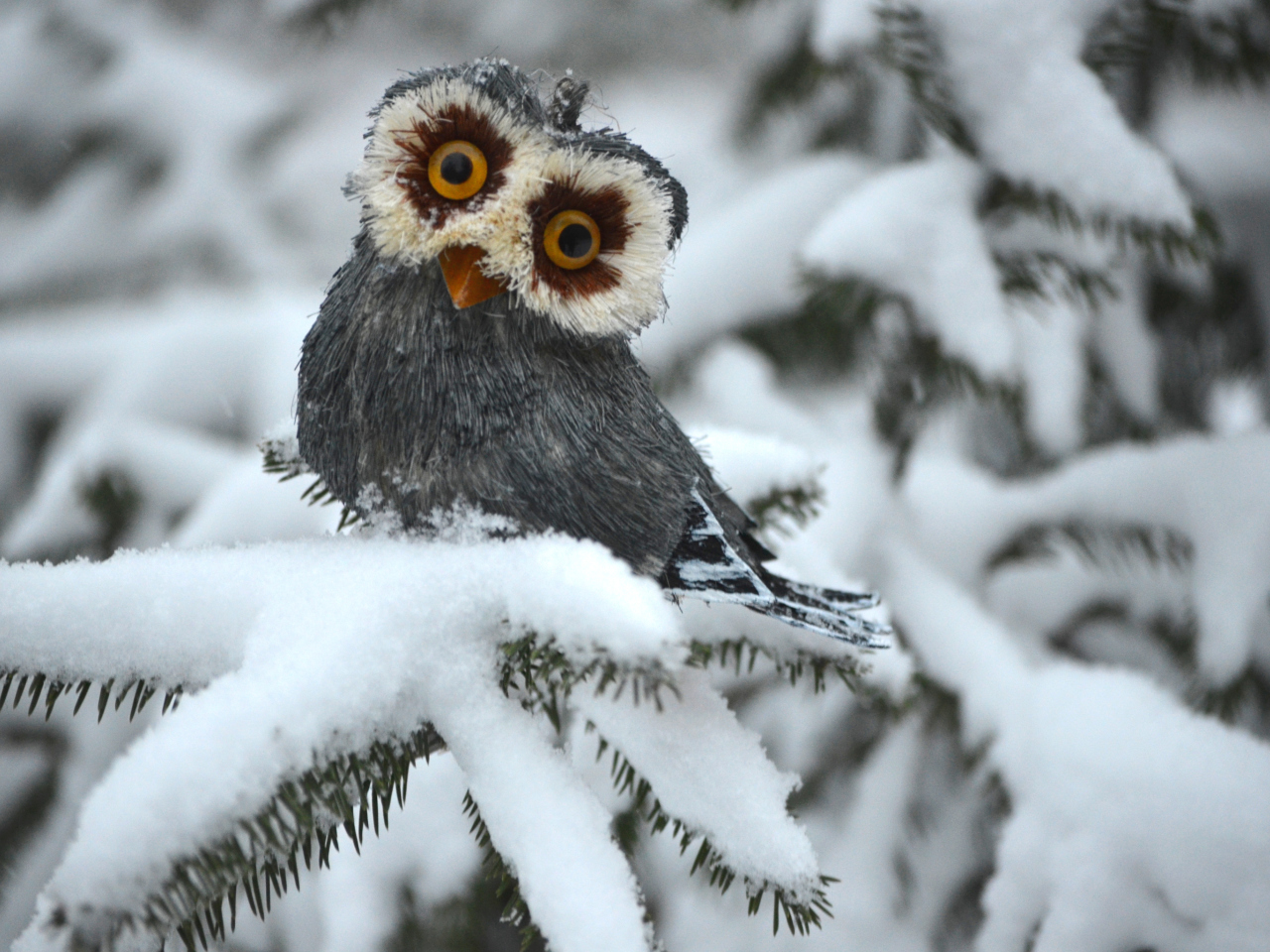 Das Funny Fluffy Eyes Owl Wallpaper 1280x960
