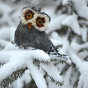 Funny Fluffy Eyes Owl wallpaper 128x128