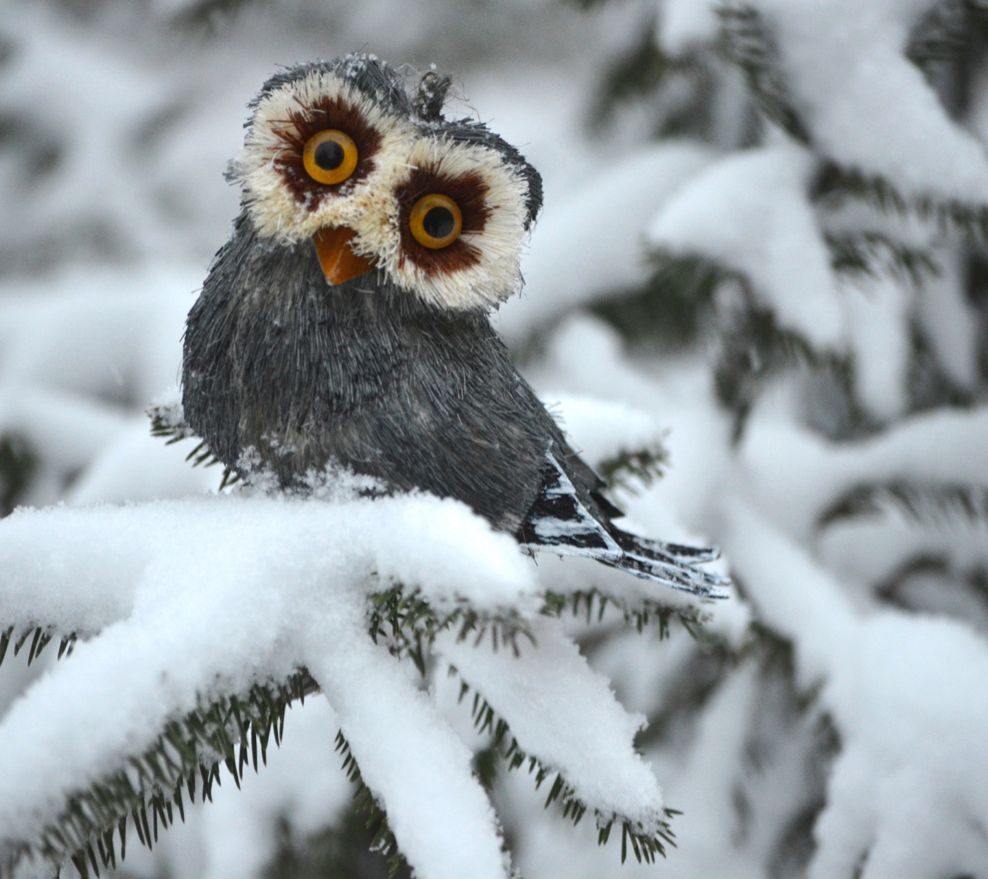 Обои Funny Fluffy Eyes Owl 1440x1280