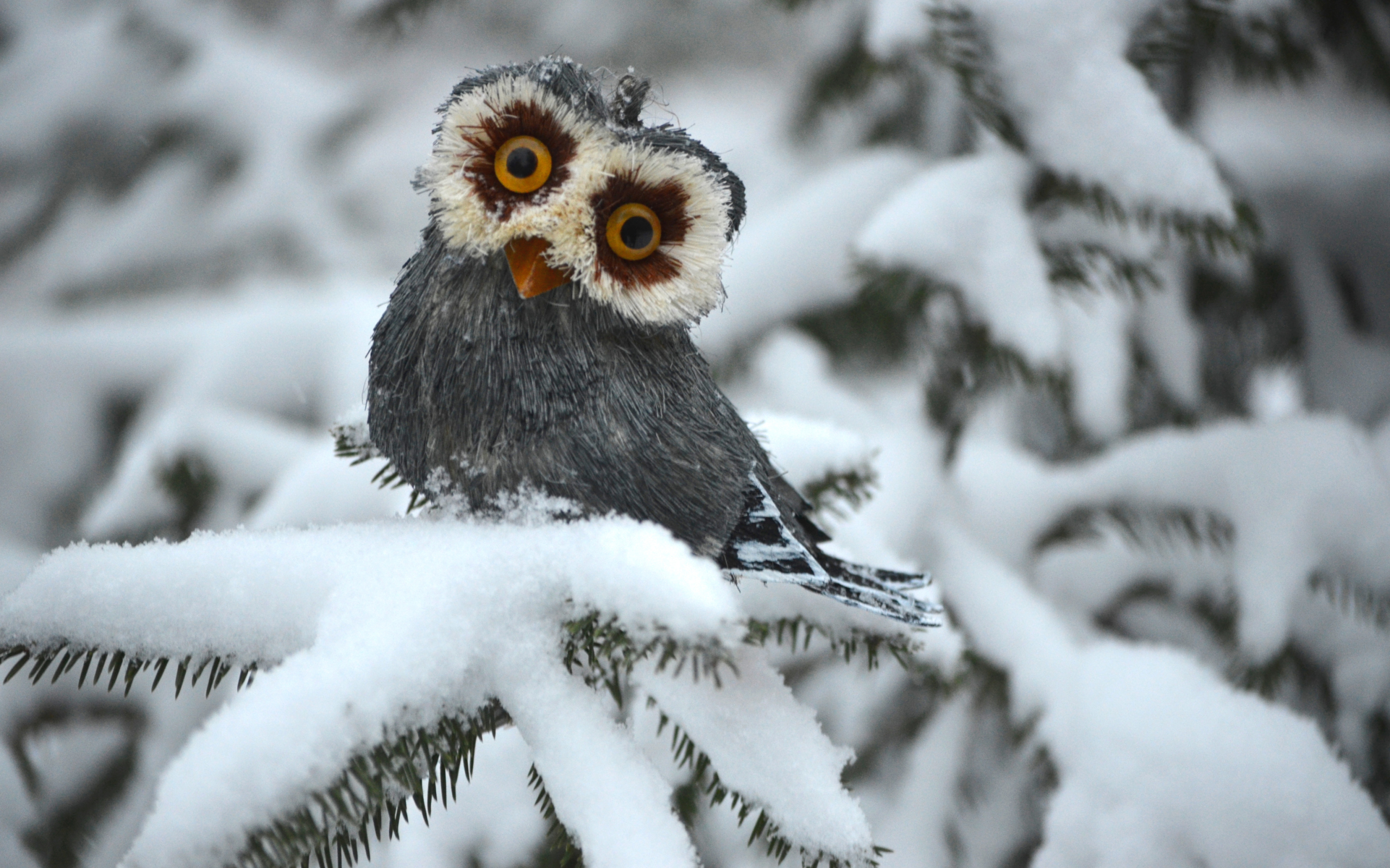 Обои Funny Fluffy Eyes Owl 2560x1600