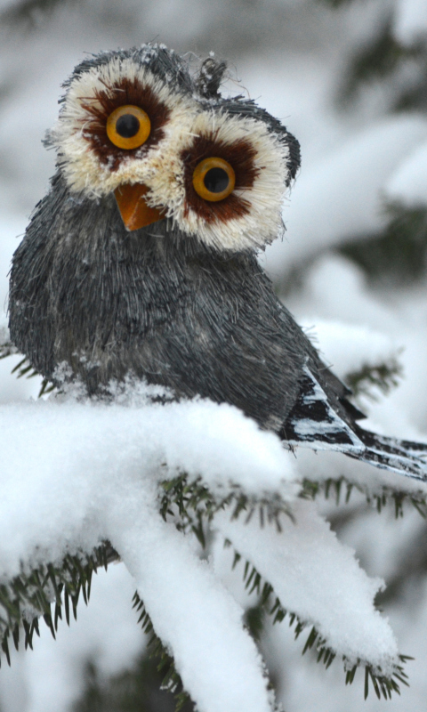 Funny Fluffy Eyes Owl wallpaper 480x800