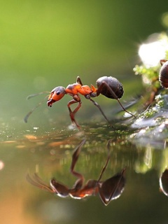 Das Ant Wallpaper 240x320