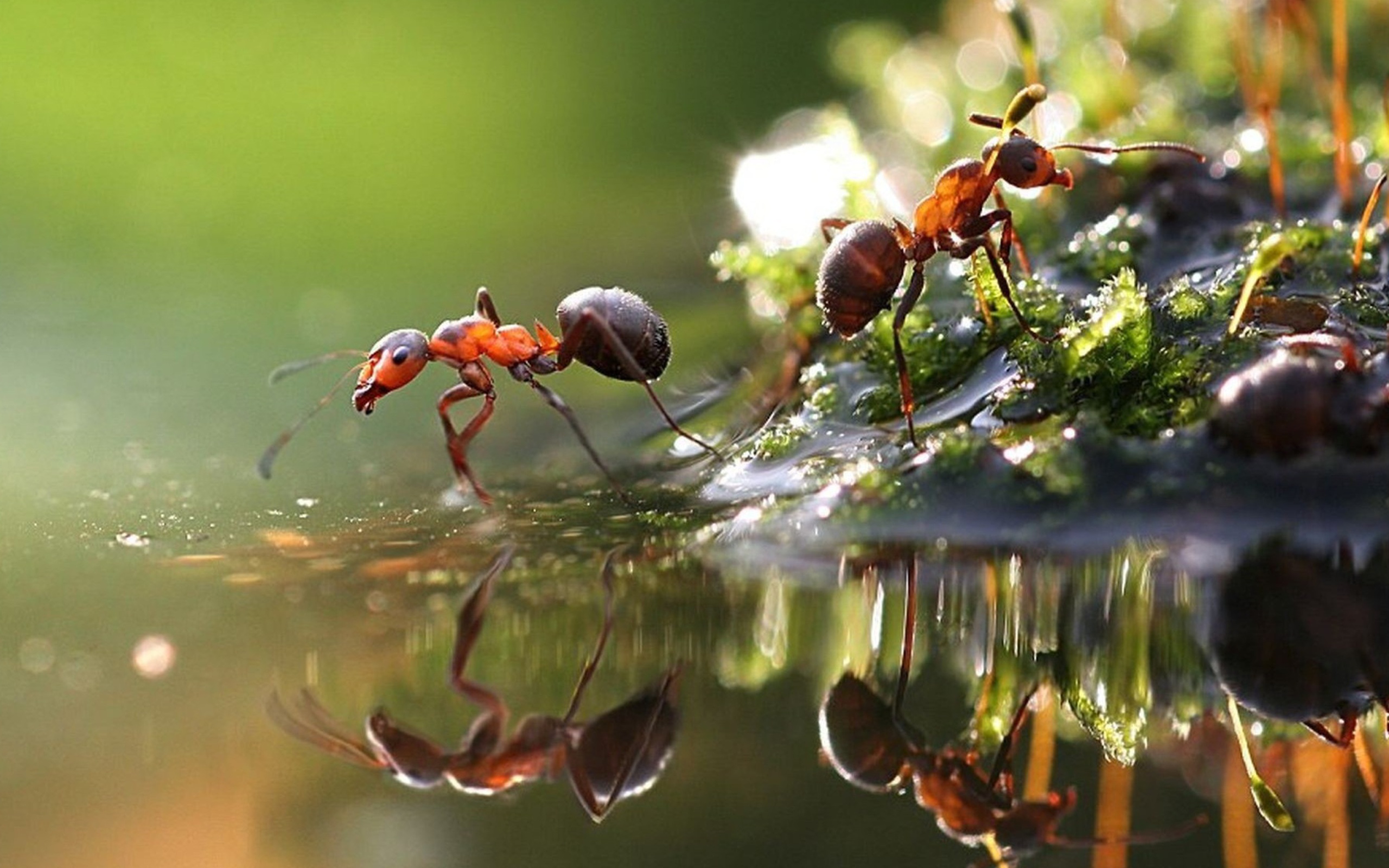 Das Ant Wallpaper 2560x1600