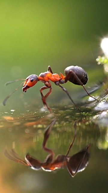 Обои Ant 360x640