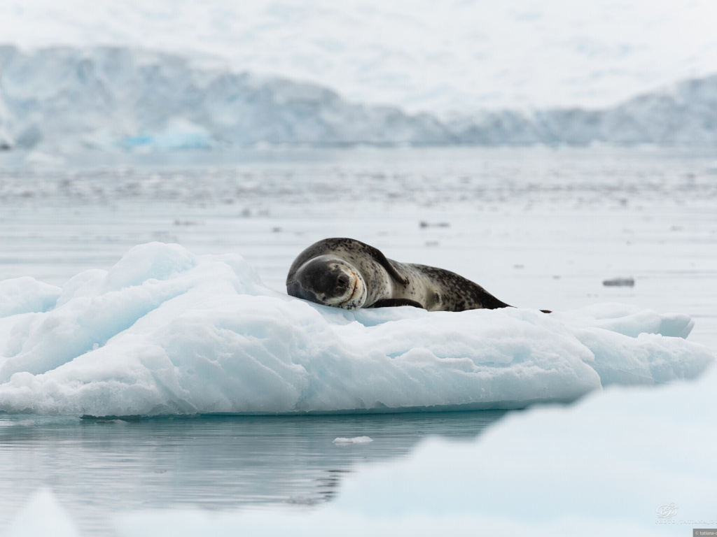 Обои Leopard seal in ice of Antarctica 1024x768