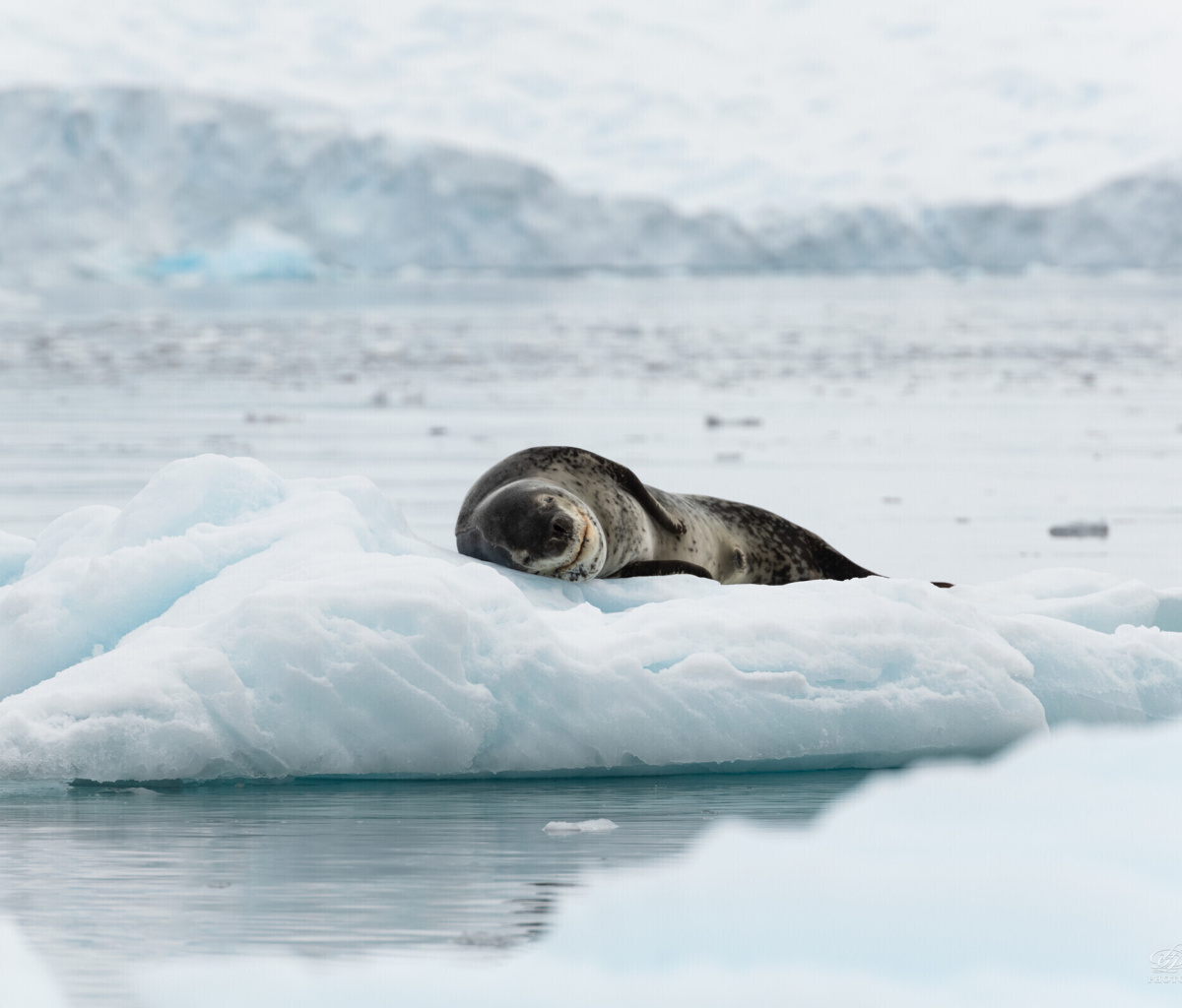 Fondo de pantalla Leopard seal in ice of Antarctica 1200x1024