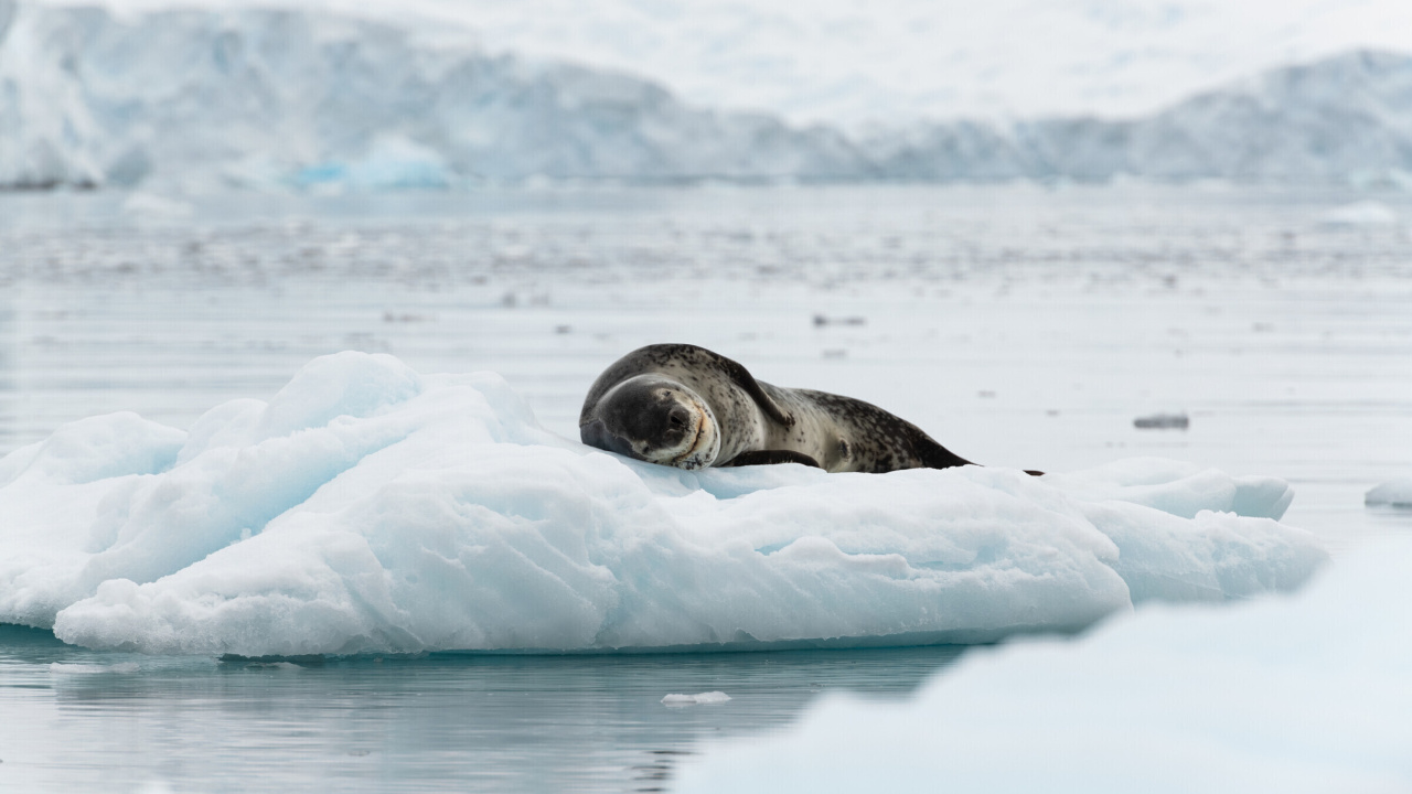 Обои Leopard seal in ice of Antarctica 1280x720