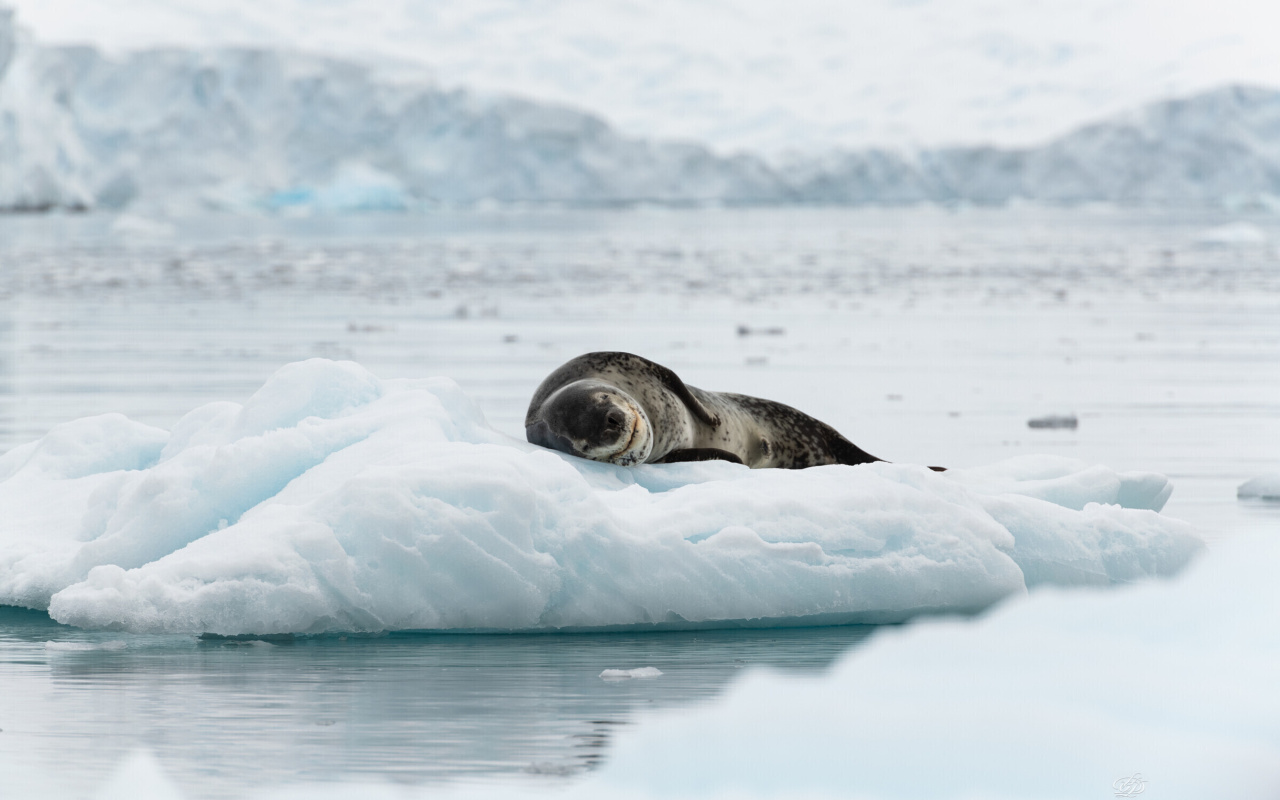 Fondo de pantalla Leopard seal in ice of Antarctica 1280x800
