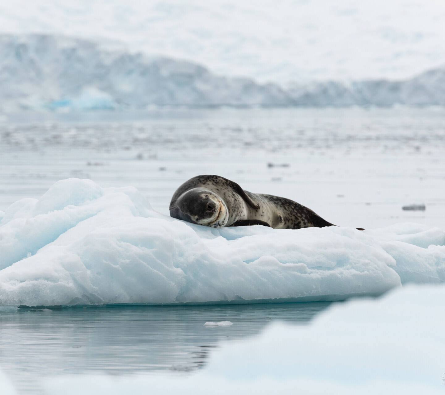 Leopard seal in ice of Antarctica wallpaper 1440x1280
