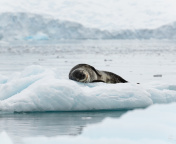 Sfondi Leopard seal in ice of Antarctica 176x144