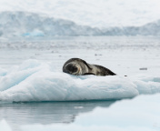 Das Leopard seal in ice of Antarctica Wallpaper 176x144