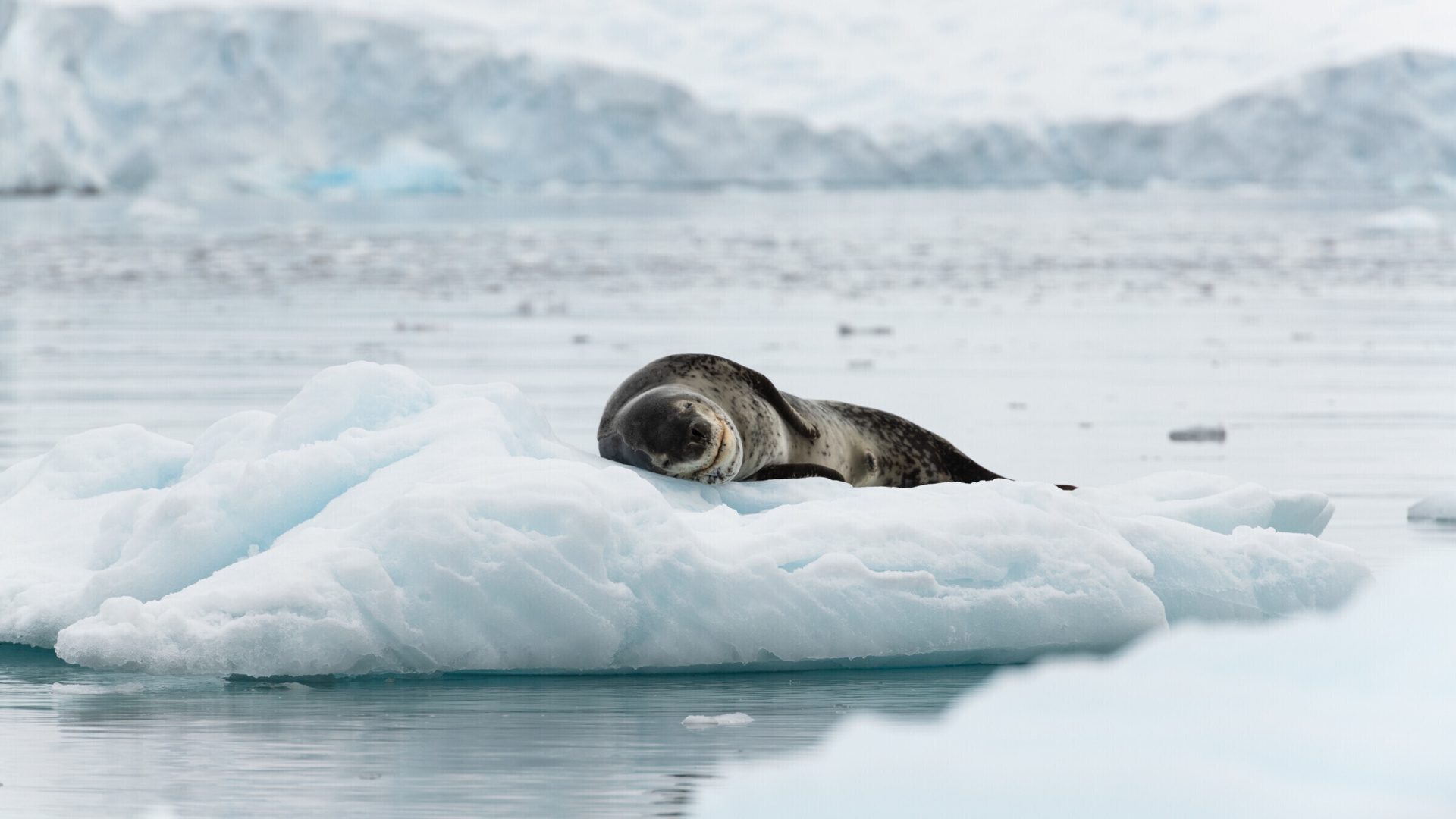 Fondo de pantalla Leopard seal in ice of Antarctica 1920x1080