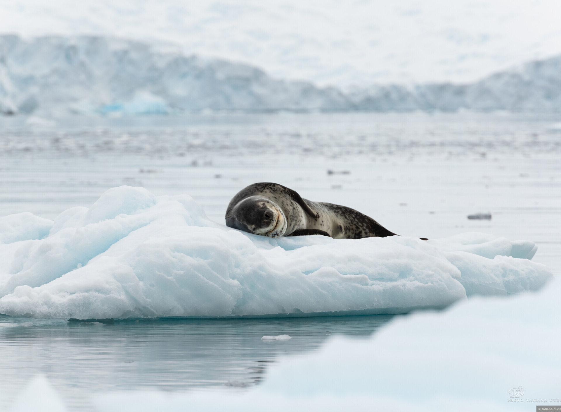 Обои Leopard seal in ice of Antarctica 1920x1408