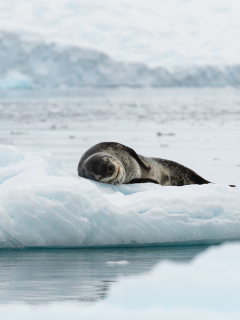 Leopard seal in ice of Antarctica wallpaper 240x320