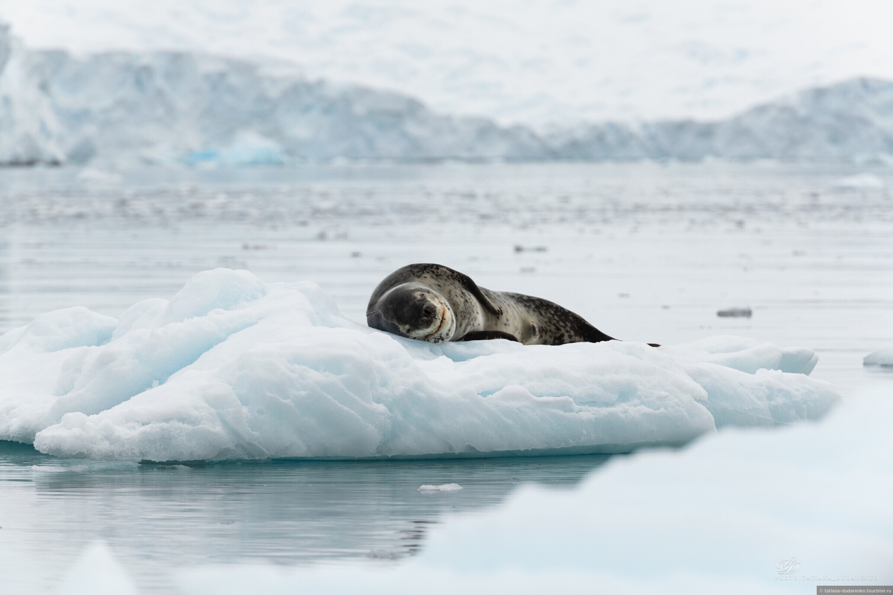 Leopard seal in ice of Antarctica wallpaper 2880x1920