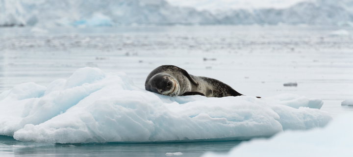 Fondo de pantalla Leopard seal in ice of Antarctica 720x320