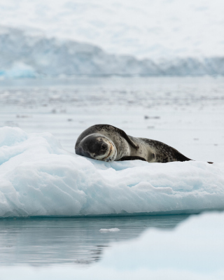 Kostenloses Leopard seal in ice of Antarctica Wallpaper für 640x960