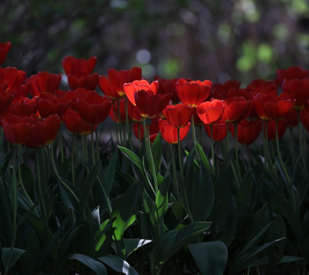Red Tulips HD screenshot #1 1080x960
