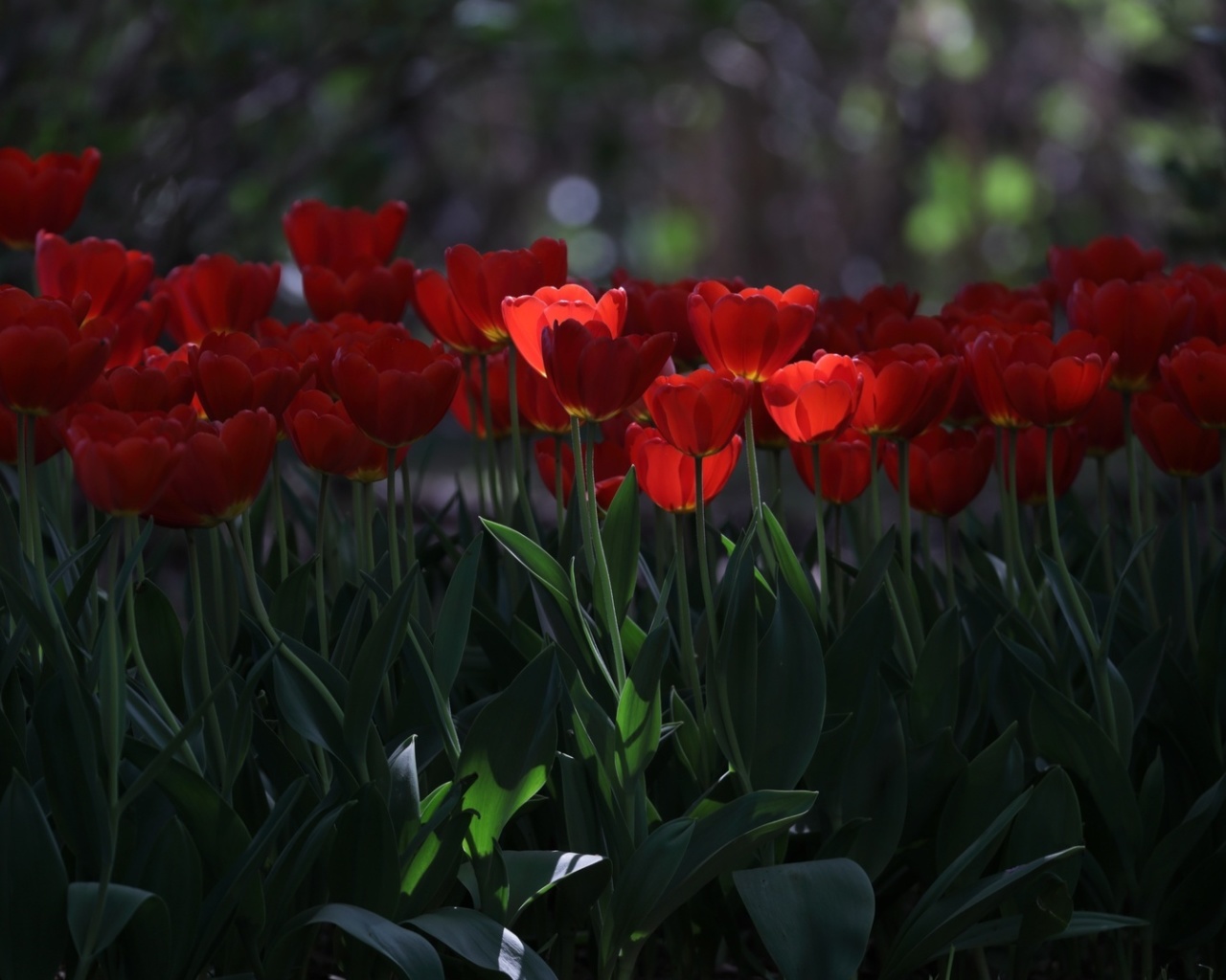 Red Tulips HD wallpaper 1280x1024
