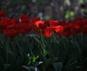 Sfondi Red Tulips HD 176x144