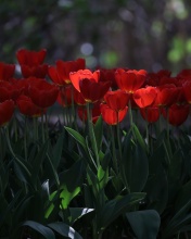 Обои Red Tulips HD 176x220