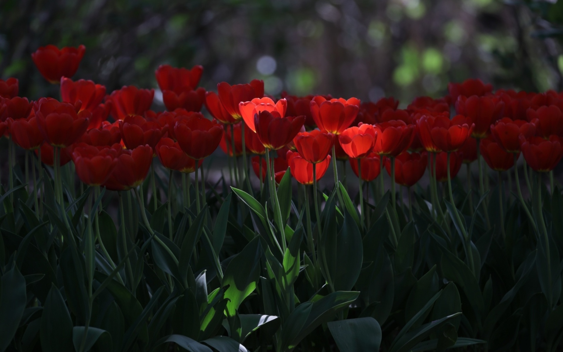 Screenshot №1 pro téma Red Tulips HD 1920x1200