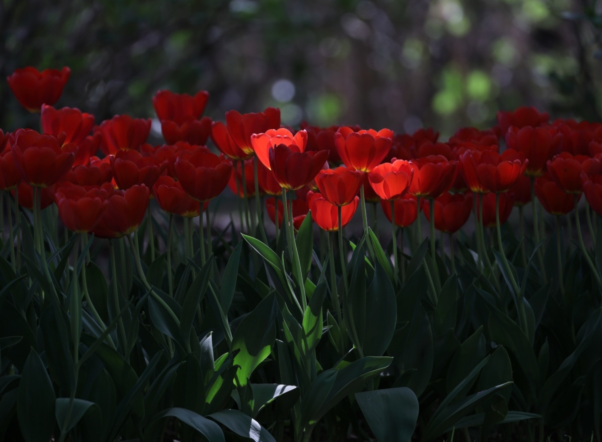 Red Tulips HD screenshot #1 1920x1408
