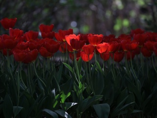 Обои Red Tulips HD 320x240