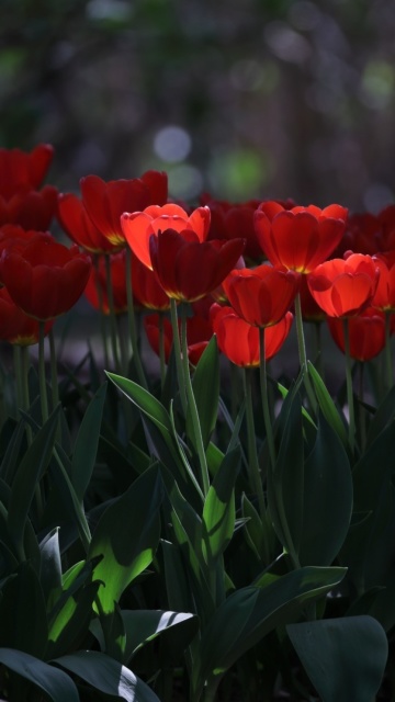 Fondo de pantalla Red Tulips HD 360x640