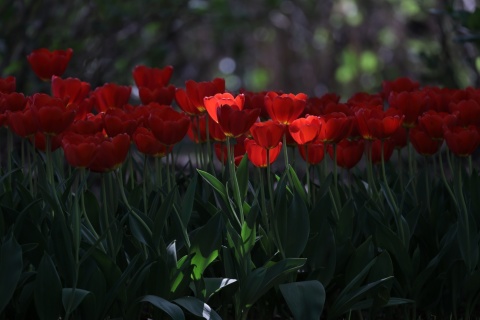 Fondo de pantalla Red Tulips HD 480x320
